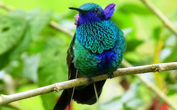 Птица колибри с разноцветным оперением