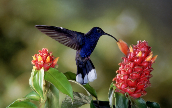 Птица колибри с синим оперением