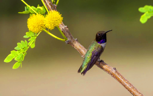 Птица колибри черноголовая