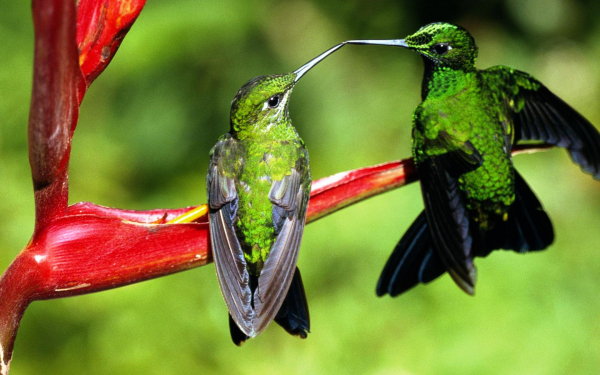 Птицы колибри