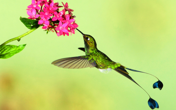 Ракеткохвостая колибри