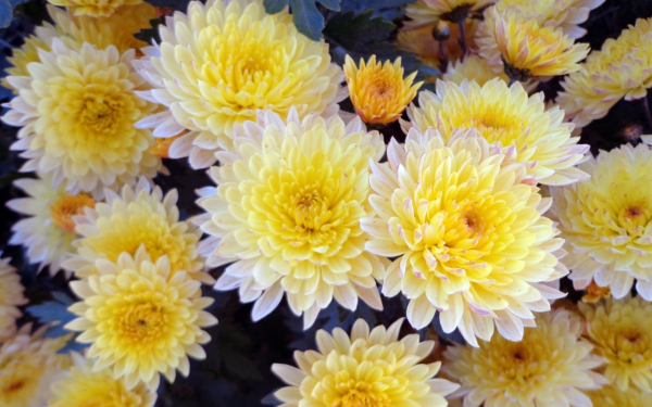 Хризантемы