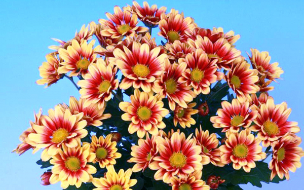 Хризантема Элбер