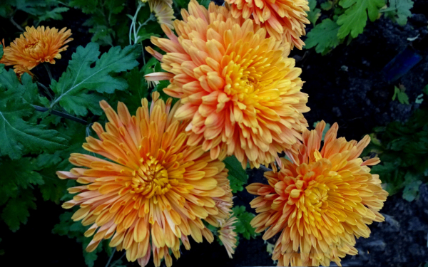 Хризантема Энона