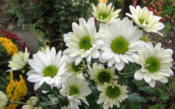 Хризантема белая кустовая