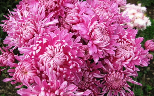 Хризантема бигуди