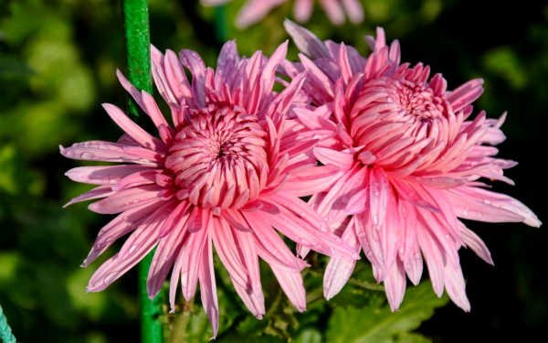 Хризантема корейская Виктория