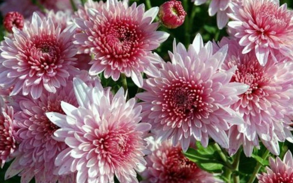 Хризантема корейская Окишор