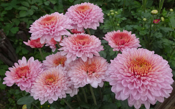 Хризантема корейская Резея