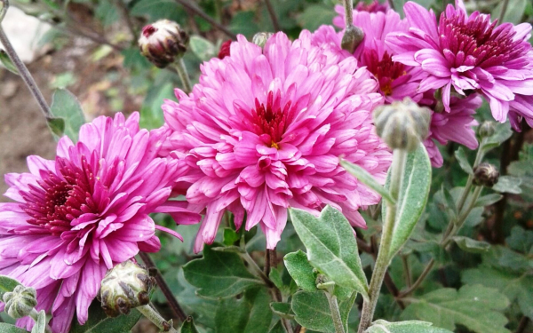 Хризантема корейская аметист