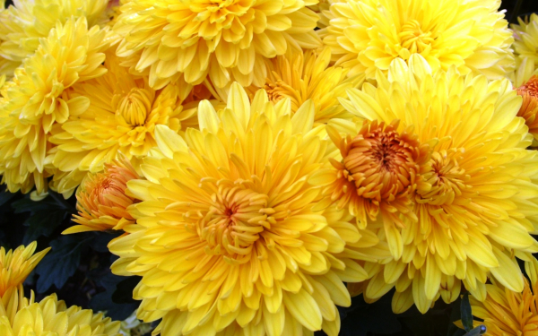 Хризантема корейская желтая