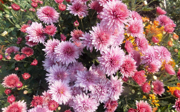 Хризантема корейская кустовая