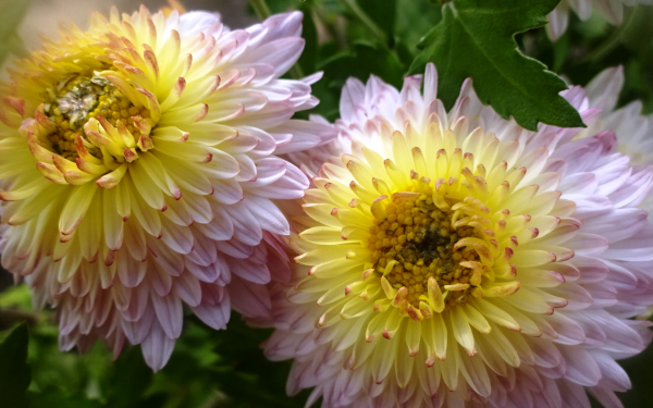 Хризантема корейская хамелеон