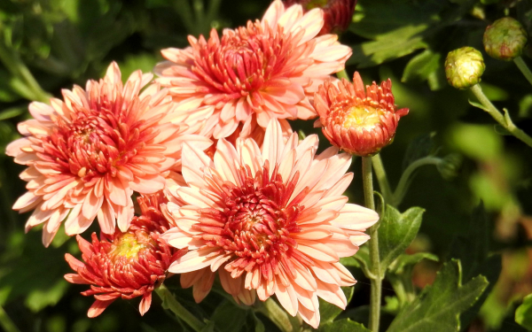 Хризантема корейская