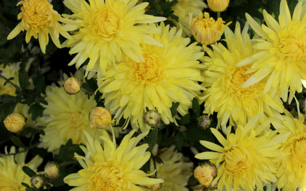 Хризантема лимонная