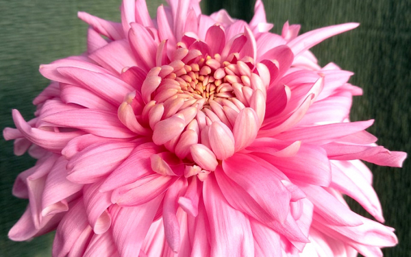 Хризантема маклер