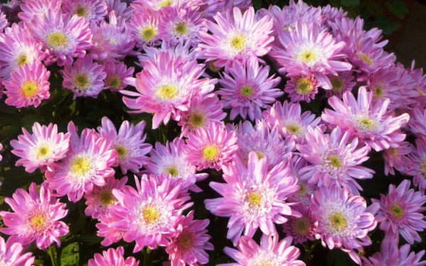 Хризантема розовый Фламинго