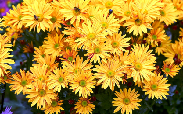 Хризантема ромашковидная