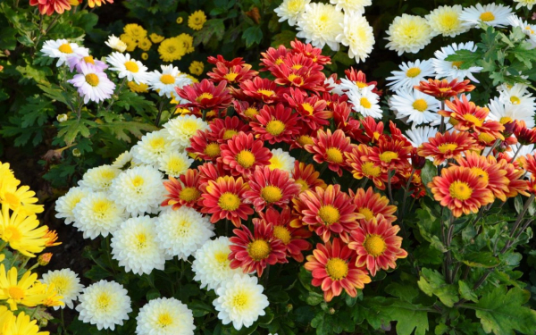 Хризантемы на клумбе