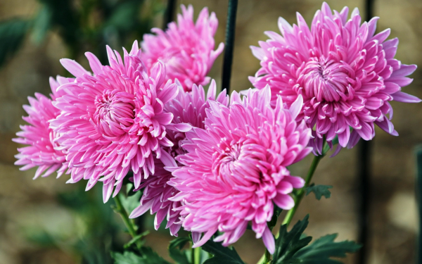 Хризантемы розовые