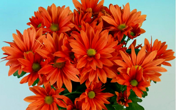 Хризантема Адриан