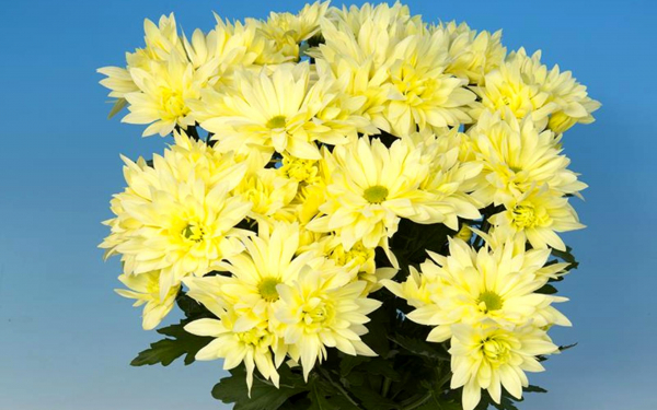 Хризантема Андерсон крем