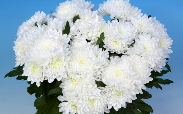 Хризантема Аурелио