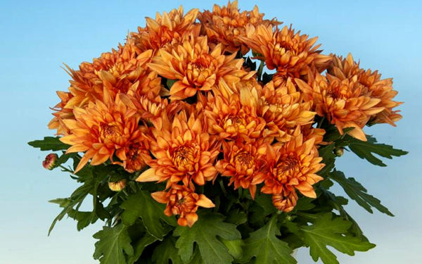 Хризантема Барбоза