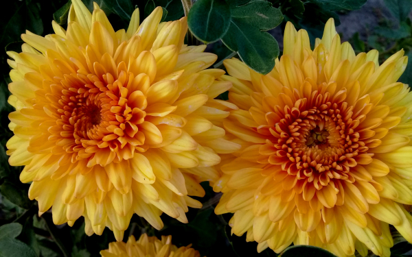 Хризантема Гомпи бронз