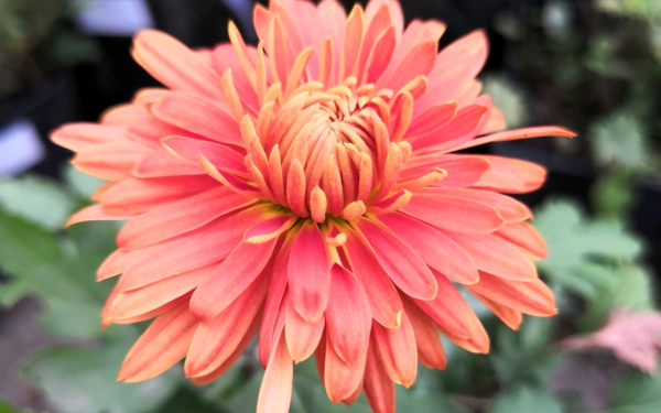 Хризантема Даниэлле бронз