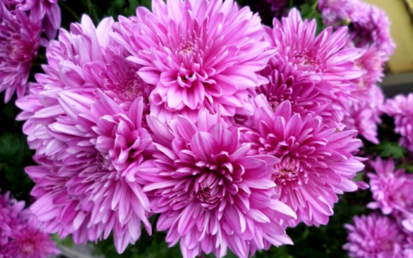 Хризантема Дунетти