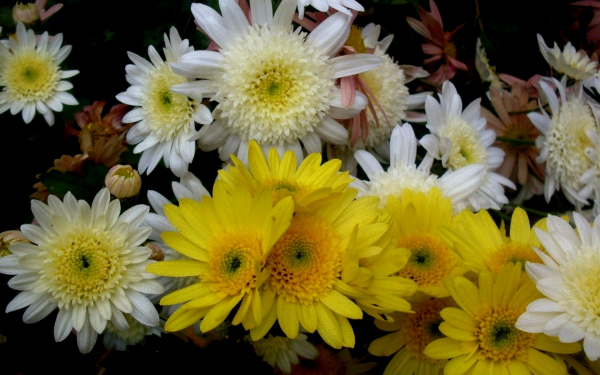 Хризантема Кей Ларго