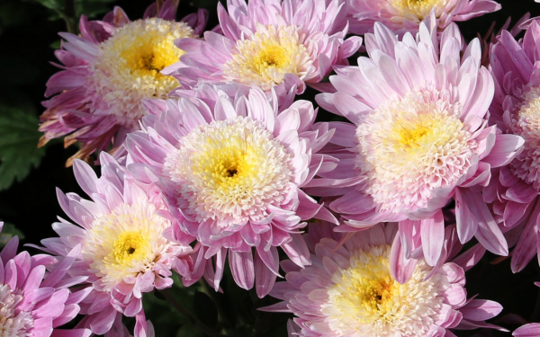 Хризантема Мальчиш-Кибальчиш