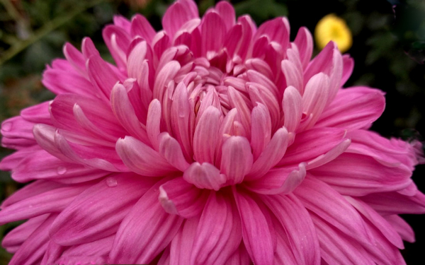 Хризантема Мисти