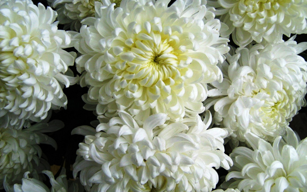 Хризантема Регина