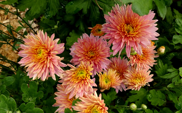 Хризантема Светланка