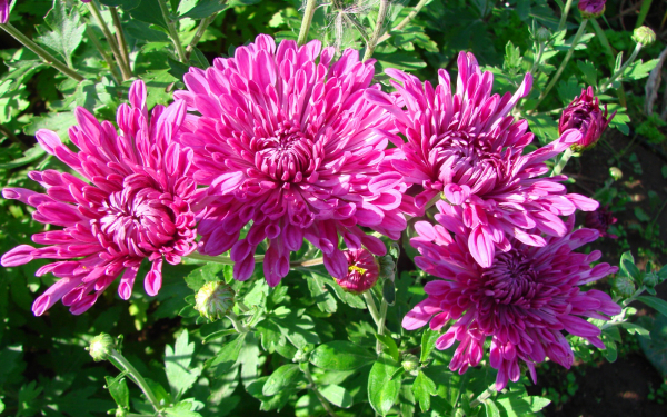 Хризантема Сюзанна