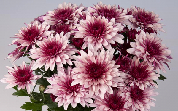 Хризантема Цезарь