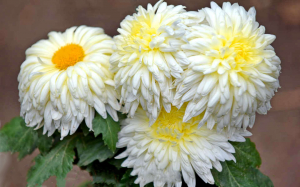 Хризантема Белая дачница