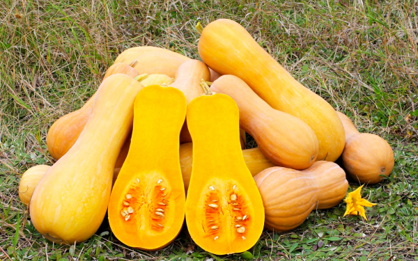 Тыква мускатная