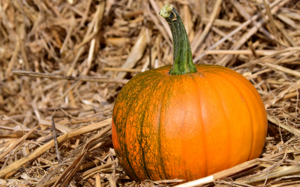 Тыква оранжевая