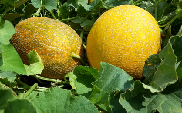 Дыни на грядке