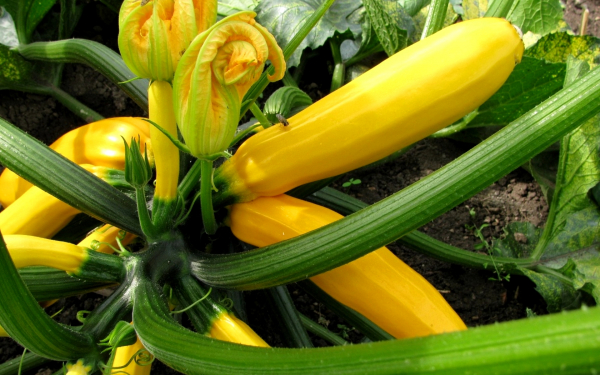 Желтые кабачки