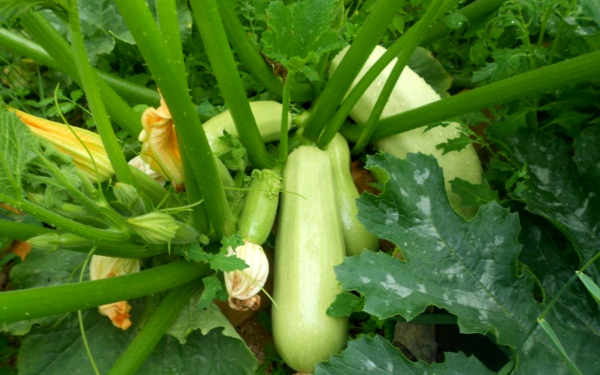 Кабачки кустовые