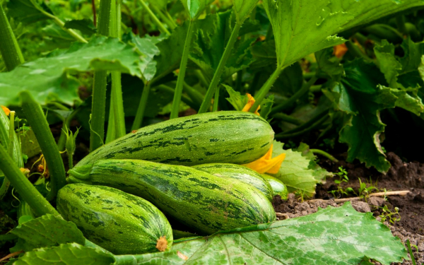 Кабачки на грядке