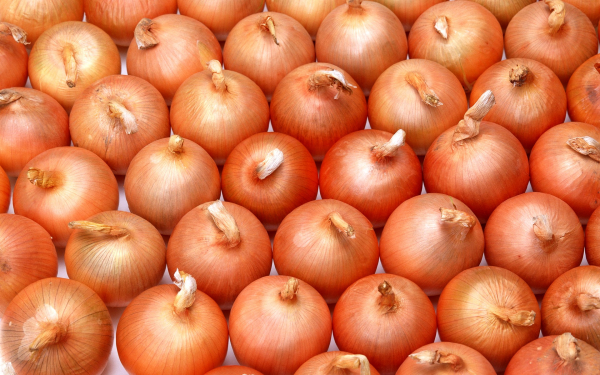Лук репчатый