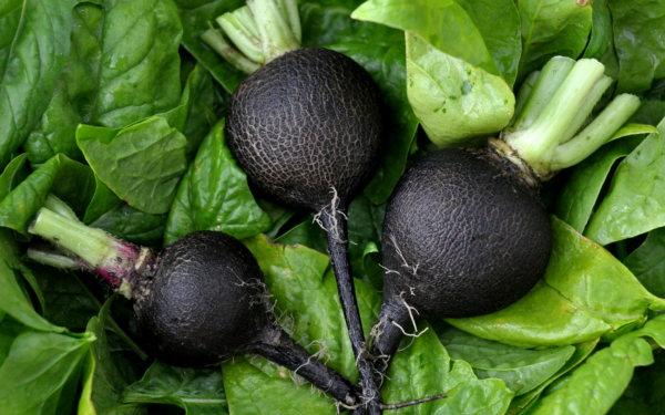 Редька черная