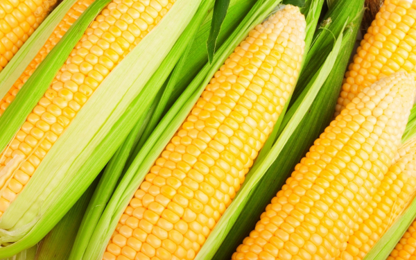Спелая кукуруза