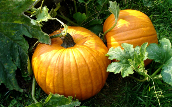 Тыквы на грядке