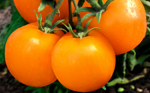 Томаты желтые